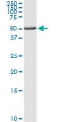 Western Blot: PDHX Antibody [H00008050-D01P] - Analysis of PDHX expression in HepG2.