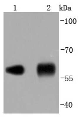 Western Blot: Protein Disulfide Isomerase/P4HB Antibody (JF97-08) [NBP2-67030] - Analysis of Protein Disulfide Isomerase/P4HB on different lysates using anti-Protein Disulfide Isomerase/P4HB antibody at 1/1,000 dilution. Positive control: Lane 1: NIH/3T3 Lane 2: Human liver