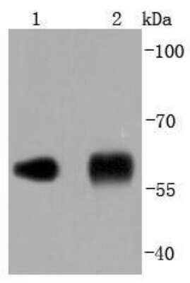 Western Blot: Protein Disulfide Isomerase/P4HB Antibody (JF97-08) [NBP2-67030] - Western blot analysis of Protein Disulfide Isomerase/P4HB on different lysates using anti-Protein Disulfide Isomerase/P4HB antibody at 1/1,000 dilution. Positive control: Lane 1: NIH/3T3 Lane 2: Human liver