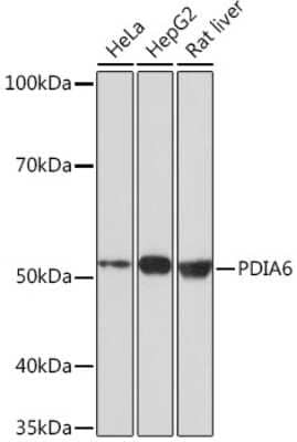 Western Blot: PDIA6 Antibody (2Q1L1) [NBP3-16365] - Western blot analysis of extracts of various cell lines, using PDIA6 Rabbit mAb (NBP3-16365) at 1:1000 dilution. Secondary antibody: HRP Goat Anti-Rabbit IgG (H+L) at 1:10000 dilution. Lysates/proteins: 25ug per lane. Blocking buffer: 3% nonfat dry milk in TBST. Detection: ECL Basic Kit. Exposure time: 3min.