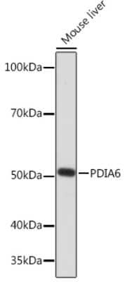 Western Blot: PDIA6 Antibody (2Q1L1) [NBP3-16365] - Western blot analysis of extracts of Mouse liver, using PDIA6 Rabbit mAb (NBP3-16365) at 1:1000 dilution. Secondary antibody: HRP Goat Anti-Rabbit IgG (H+L) at 1:10000 dilution. Lysates/proteins: 25ug per lane. Blocking buffer: 3% nonfat dry milk in TBST. Detection: ECL Enhanced Kit. Exposure time: 3min.