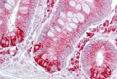 Immunohistochemistry-Paraffin: PDIA6 Antibody [NBP1-57968] - Human small intestine tissue.