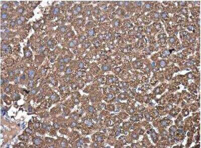 Immunohistochemistry-Paraffin: PDIA6 Antibody [NBP2-19750] -  Paraffin-embedded mouse liver.  PDIA6 antibody [N1N3]  diluted at 1:500.