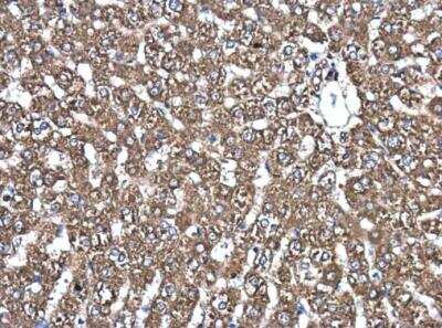 Immunohistochemistry-Paraffin: PDIA6 Antibody [NBP2-19750] - Paraffin-embedded rat liver. PDIA6 antibody [N1N3]  diluted at 1:500.