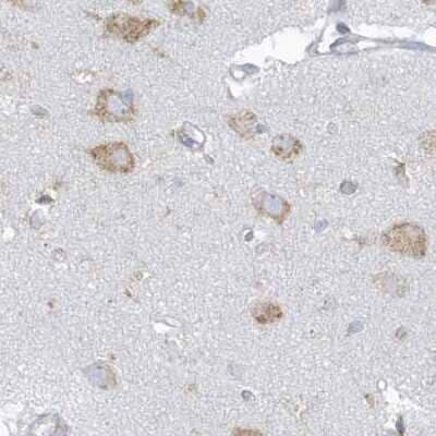 Immunohistochemistry-Paraffin: PDIA6 Antibody [NBP2-38213] - Staining of human cerebral cortex.