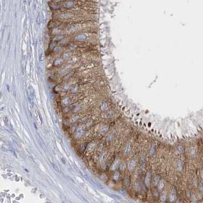 Immunohistochemistry-Paraffin: PDIA6 Antibody [NBP2-38213] - Staining of human epididymis.