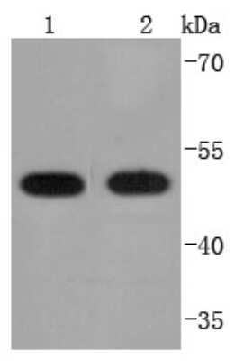 Western Blot: PDIA6 Antibody (JF0974) [NBP2-67031] - Analysis of PDIA6 on different lysates using anti-PDIA6 antibody at 1/1,000 dilution. Positive control: Lane 1: HepG2 Lane 2: K562