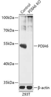 Western Blot: PDIA6 Antibody [NBP3-03564] - Analysis of extracts from normal (control) and PDIA6 knockout (KO) 293T cells, using PDIA6 antibody at 1:1000 dilution. Secondary antibody: HRP Goat Anti-Rabbit IgG (H+L) at 1:10000 dilution. Lysates/proteins: 25ug per lane. Blocking buffer: 3% nonfat dry milk in TBST.