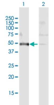 Western Blot: PDIA6 Antibody [H00010130-B01P] - Analysis of PDIA6 expression in transfected 293T cell line by PDIA6 polyclonal antibody.  Lane 1: PDIA6 transfected lysate(48.4 KDa). Lane 2: Non-transfected lysate.