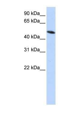 Western Blot: PDIA6 Antibody [NBP1-57968] - HepG2 cell lysate, Antibody Titration: 0.2-1 ug/ml