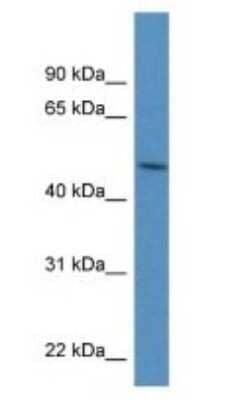 Western Blot: PDIA6 Antibody [NBP1-57999] - Mouse Brain lysate, Antibody Titration: 0.2-1 ug/ml