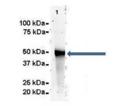 Western Blot: PDIA6 Antibody [NBP1-57999] - Titration: 2 ug/ml Positive Control: Human NT2 cell lysate