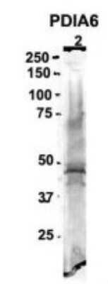 Western Blot: PDIA6 Antibody [NBP1-57999] - Sample Type: 2. mouse brain extracts (80ug) Primary Antibody Dilution: 2ug/ml Secondary Antibody: IRDye 800CW goat anti-rabbit Secondary Antibody Dilution: 1: 20,000