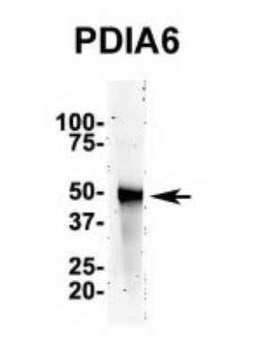 Western Blot: PDIA6 Antibody [NBP1-57999] - Sample Type : Mouse Brain lysate