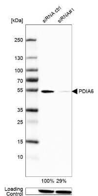 Western Blot: PDIA6 Antibody [NBP2-38213] - Analysis in U2OS cells transfected with control siRNA, target specific siRNA probe #1. Remaining relative intensity is presented. Loading control: Anti-GAPDH.