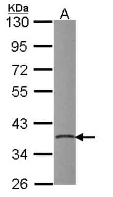 Western Blot: PDIK1L Antibody [NBP2-19751] - Sample (30 ug of whole cell lysate) A: NT2D1 10% SDS PAGE gel, diluted at 1:1000.