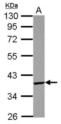 Western Blot: PDIK1L Antibody [NBP2-19752] - Sample (30 ug of whole cell lysate) A: U87-MG 10% SDS PAGE gel, diluted at 1:1000.