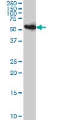 Western Blot: PDIR Antibody (3A3) [H00010954-M01] - PDIA5 monoclonal antibody (M01), clone 3A3 Analysis of PDIA5 expression in HeLa.