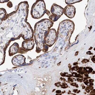 Immunohistochemistry-Paraffin: PDIR Antibody [NBP1-92250] - Staining of human placenta shows high expression.