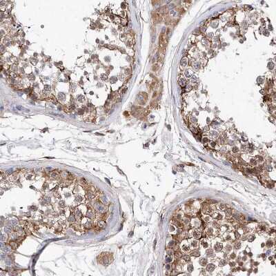Immunohistochemistry-Paraffin: PDIR Antibody [NBP1-92250] - Staining of human testis shows moderate to strong  granular cytoplasmic positivity Leydig cells and in cells in seminiferous ducts.