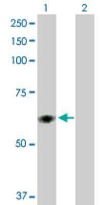 Western Blot: PDIR Antibody [H00010954-D01P] - Analysis of PDIA5 expression in transfected 293T cell line by PDIA5 polyclonal antibody.Lane 1: PDIA5 transfected lysate(59.60 KDa).Lane 2: Non-transfected lysate.