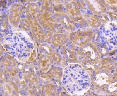 Immunohistochemistry-Paraffin: PDK-1 Antibody (SD204-9) [NBP2-67755] - Analysis of paraffin-embedded mouse kidney tissue using anti-PDPK1 antibody. Counter stained with hematoxylin.