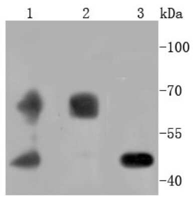 Western Blot: PDK-1 Antibody (SD204-9) [NBP2-67755] - Analysis of PDPK1 on different lysates using anti-PDPK1 antibody at 1/1,000 dilution. Positive control: Lane 1: 293T Lane 2: PC-12 Lane 3: HL-60