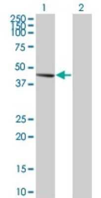 Western Blot: PDK2 Antibody (2D12) [H00005164-M03] - Analysis of PDK2 expression in transfected 293T cell line by PDK2 monoclonal antibody (M03), clone 2D12. Lane 1: PDK2 transfected lysatE (46.2 KDa). Lane 2: Non-transfected lysate.