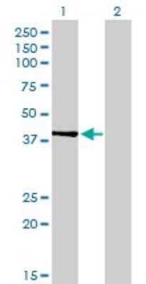 Western Blot: PDK2 Antibody (2G1) [H00005164-M01] - Analysis of PDK2 expression in transfected 293T cell line by PDK2 monoclonal antibody (M01), clone 2G1.Lane 1: PDK2 transfected lysate(46.2 KDa).Lane 2: Non-transfected lysate.