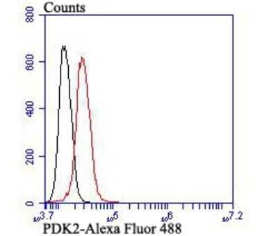 Flow Cytometry: PDK2 Antibody (JB66-93) [NBP2-75611] - Analysis of SH-SY-5Y cells with PDK2 antibody at 1/100 dilution (red) compared with an unlabelled control (cells without incubation with primary antibody; black). Alexa Fluor 488-conjugated goat anti-rabbit IgG was used as the secondary antibody.
