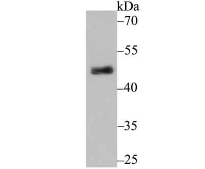 Western Blot: PDK2 Antibody (JB66-93) [NBP2-75611] - Analysis of PDK2 on rat heart tissue lysate using anti-PDK2 antibody at 1/500 dilution.