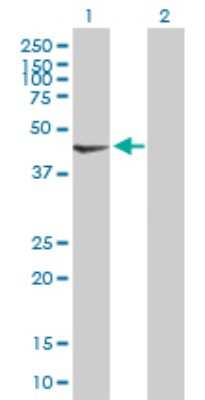 Western Blot: PDK2 Antibody [H00005164-B01P] - Analysis of PDK2 expression in transfected 293T cell line by PDK2 polyclonal antibody.  Lane 1: PDK2 transfected lysate(44.77 KDa). Lane 2: Non-transfected lysate.