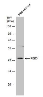 Western Blot: PDK3 Antibody [NBP1-32581] - Mouse tissue extract (50 ug) was separated by 10% SDS-PAGE, and the membrane was blotted with PDK3 antibody [N1C2] diluted at 1:500.