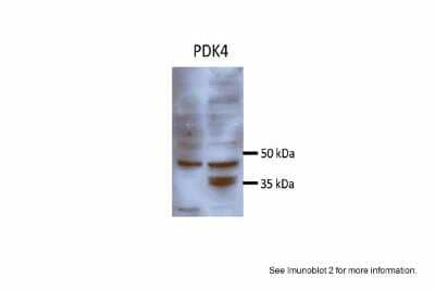 Western Blot: PDK4 Antibody [NBP1-54723] - Sample Type: Huh7 HepG2 (50ug) Primary Antibody Dilution: 1:500 Image Submitted By: Partha Kasturi University of Kansas Medical Center.