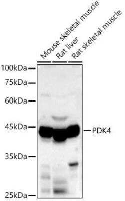 Western Blot: PDK4 Antibody [NBP2-93829] - Analysis of various lysates, using PDK4 antibody at 1:2350 dilution.Secondary antibody: HRP Goat Anti-Rabbit IgG (H+L) at 1:10000 dilution.Lysates/proteins: 25ug per lane. Blocking buffer: 3% nonfat dry milk in TBST.Detection: ECL Basic Kit. Exposure time: 90s.