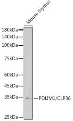 Western Blot: PDLIM1 Antibody (5X10L2) [NBP3-15689] - Western blot analysis of extracts of Mouse thymus, using PDLIM1 antibody (NBP3-15689) at 1:1000 dilution. Secondary antibody: HRP Goat Anti-Rabbit IgG (H+L) at 1:10000 dilution. Lysates/proteins: 25ug per lane. Blocking buffer: 3% nonfat dry milk in TBST. Detection: ECL Basic Kit. Exposure time: 180s.