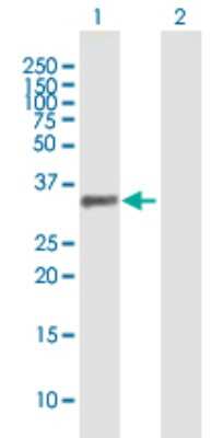 Western Blot: PDLIM1 Antibody [H00009124-B01P] - Analysis of PDLIM1 expression in transfected 293T cell line by PDLIM1 polyclonal antibody.  Lane 1: PDLIM1 transfected lysate(36.19 KDa). Lane 2: Non-transfected lysate.
