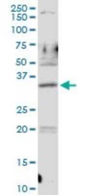 Western Blot: PDLIM1 Antibody [H00009124-D01P] - Analysis of PDLIM1 expression in HepG2.
