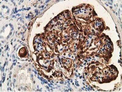 Immunohistochemistry-Paraffin: PDLIM2 Antibody (11A12) [NBP2-00619] - Staining of paraffin-embedded Human Kidney tissue using anti-PDLIM2 mouse monoclonal antibody.