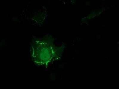 Immunocytochemistry/Immunofluorescence: PDLIM2 Antibody (OTI11A12) [NBP2-00619] - Staining of COS7 cells transiently transfected by pCMV6-ENTRY PDLIM2.