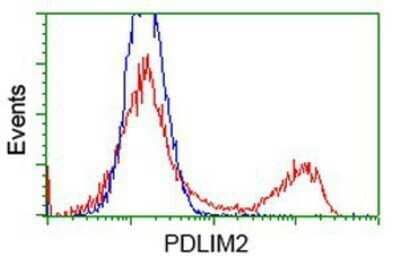 Flow Cytometry: PDLIM2 Antibody (OTI11A12) - Azide and BSA Free [NBP2-73311] - HEK293T cells transfected with either overexpression plasmid (Red) or empty vector control plasmid (Blue) were immunostaining by anti-PDLIM2 antibody, and then analyzed by flow cytometry.