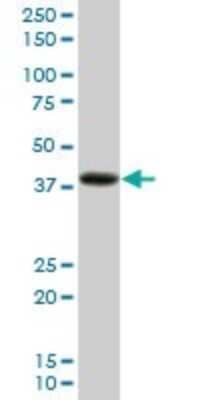 Western Blot: PDLIM2 Antibody [H00064236-B01P] - Analysis of PDLIM2 expression in human liver.