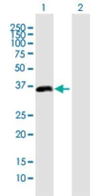Western Blot: PDLIM2 Antibody [H00064236-B01P] - Analysis of PDLIM2 expression in transfected 293T cell line by PDLIM2 polyclonal antibody.  Lane 1: PDLIM2 transfected lysate(38.72 KDa). Lane 2: Non-transfected lysate.