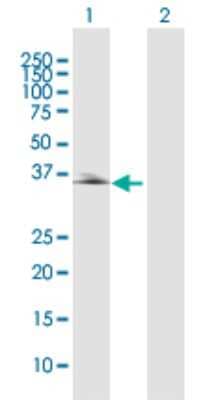 Western Blot: PDLIM2 Antibody [H00064236-D01P] - Analysis of PDLIM2 expression in transfected 293T cell line by PDLIM2 polyclonal antibody.Lane 1: PDLIM2 transfected lysate(37.50 KDa).Lane 2: Non-transfected lysate.