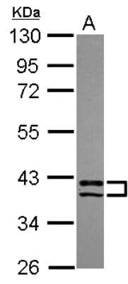 Western Blot: PDLIM2 Antibody [NBP2-19754] - Sample (30 ug of whole cell lysate) A: Hela 10% SDS PAGE gel, diluted at 1:1000.