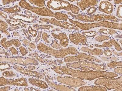 Immunohistochemistry-Paraffin: PDLIM4 Antibody [NBP2-98063] - Immunochemical staining of human PDLIM4 in human kidney with rabbit polyclonal antibody at 1:100 dilution, formalin-fixed paraffin embedded sections.