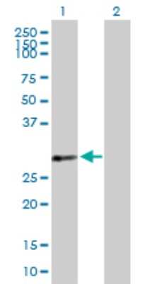 Western Blot: PDLIM4 Antibody [H00008572-B01P] - Analysis of PDLIM4 expression in transfected 293T cell line by PDLIM4 polyclonal antibody.  Lane 1: PDLIM4 transfected lysate(27.17 KDa). Lane 2: Non-transfected lysate.