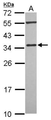 Western Blot: PDLIM4 Antibody [NBP2-19758] - Sample (30 ug of whole cell lysate) A: HeLa 12% SDS PAGE gel, diluted at 1:1000.