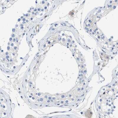 Immunohistochemistry-Paraffin: PDLIM5 Antibody [NBP1-84843] - Staining of human testis shows no positivity in cells in seminiferous ducts.