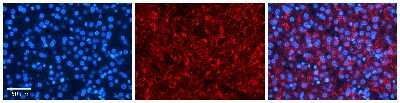 Immunohistochemistry-Paraffin: PDLIM5 Antibody [NBP3-10318] - Immunohistochemical analysis of formalin-fixed paraffin-embedded human liver tissue.